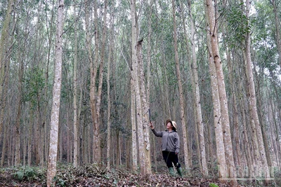 Nhiều hộ trồng rừng trên địa bàn tỉnh Tuyên Quang đã đăng ký trồng rừng gỗ lớn nhằm mang lại hiệu quả kinh tế cao. (Ảnh nhandan.vn)