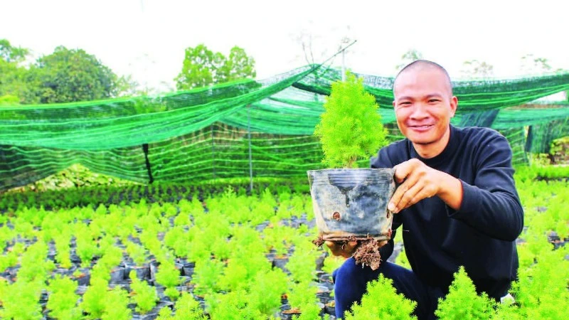 Anh Trần Văn Hòa (xã Hữu Lũng) chăm sóc cây giống hoàng đàn tuyết.