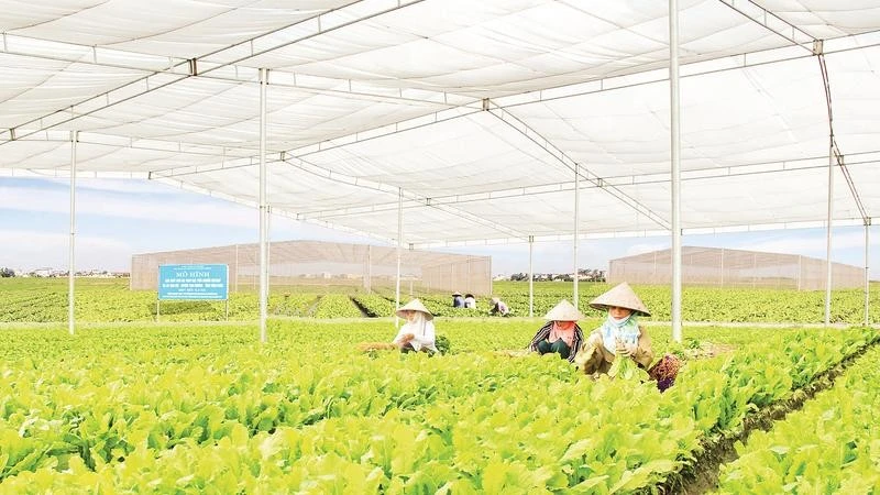 Ứng dụng khoa học kỹ thuật nâng cao giá trị nông sản Phú Thọ
