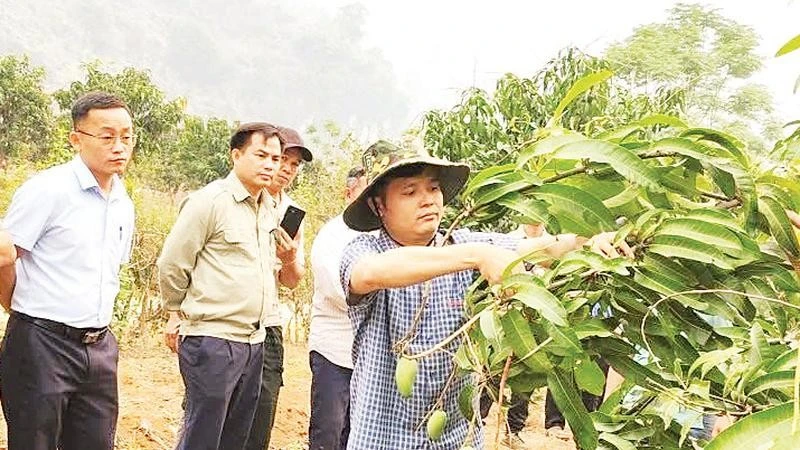 Điện Biên đẩy mạnh khuyến nông, nâng cao hiệu quả sản xuất nông nghiệp