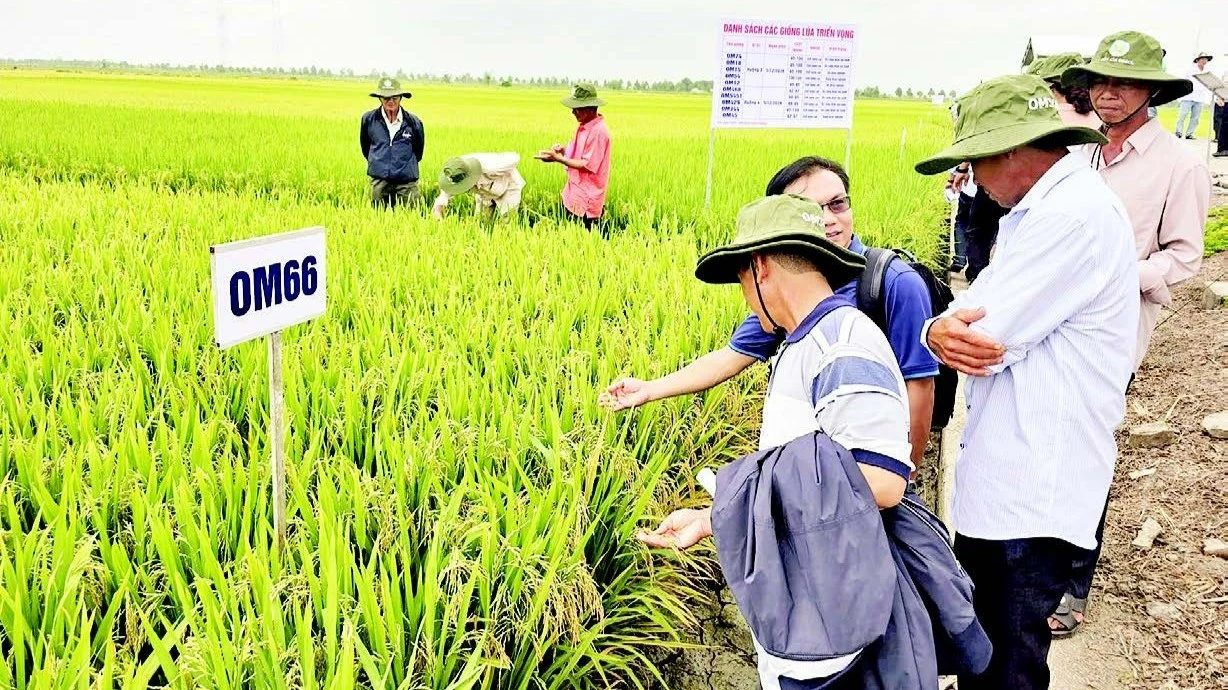 Viện Lúa ĐBSCL Trình Diễn 22 Giống Lúa Mới, OM19 Nổi Bật Với Tiềm Năng Kinh Tế Cao