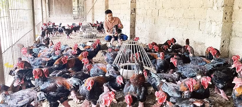 Người dân xã Hoàn Long, tỉnh Hưng Yên chăn nuôi gà Đông Tảo chất lượng cao. (Ảnh VÂN ANH)