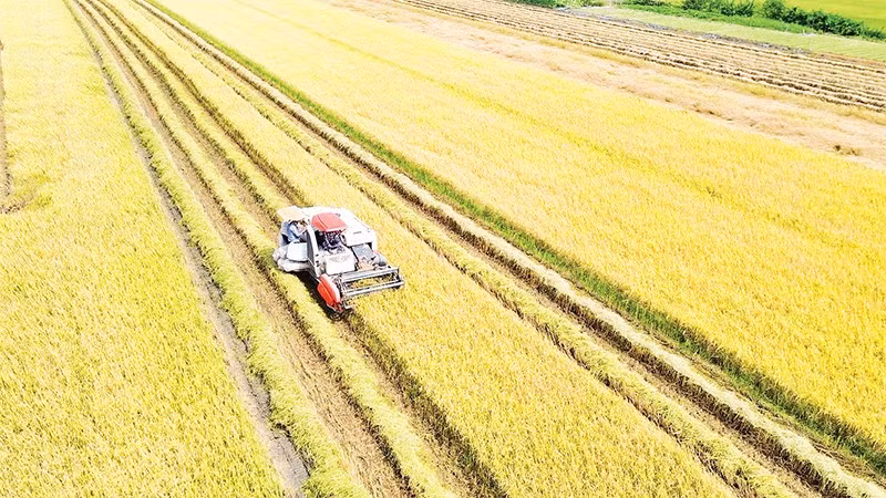 Nông dân xã Long Bình, tỉnh Đồng Tháp thu hoạch lúa hè thu 2025.