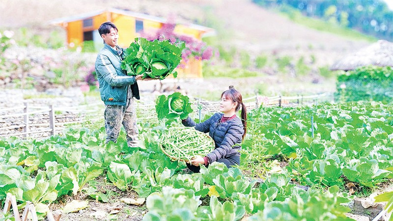 Những công việc hằng ngày của vợ chồng Hà Văn Sáng được quay bằng điện thoại và chia sẻ trên các nền tảng xã hội, đã tạo động lực cho nhiều thanh niên các dân tộc trong xã học và làm theo.