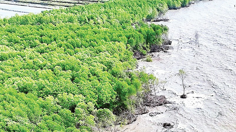 Biến đổi khí hậu gây sạt lở đang làm mất dần đai rừng phòng hộ ven biển Cà Mau.