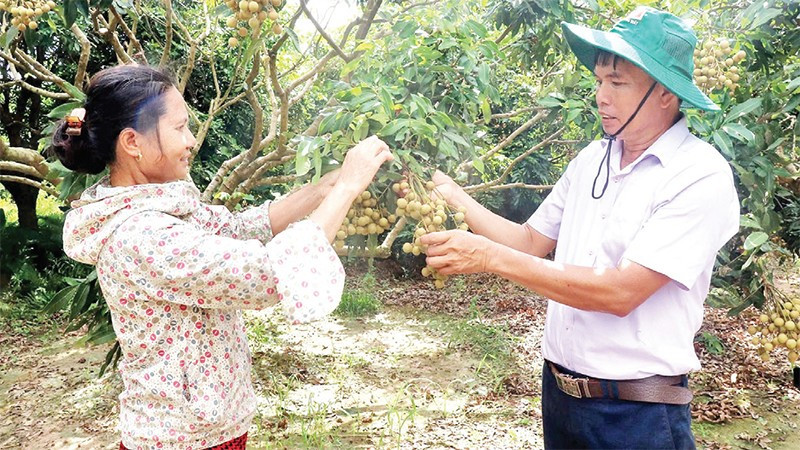 Thành viên HTX cây ăn quả đặc sản và nuôi trồng thủy sản Quyết Thắng, xã Tân Hưng trao đổi kinh nghiệm canh tác theo quy trình VietGAP.