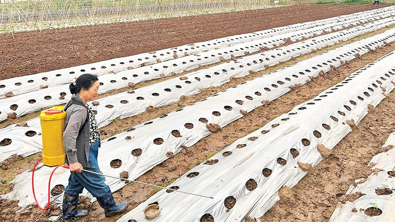 Bà Hoàng Thị Phượng, thôn Mai Lâm, xã Đông Anh, Hà Nội chăm sóc những luống rau vụ đông.