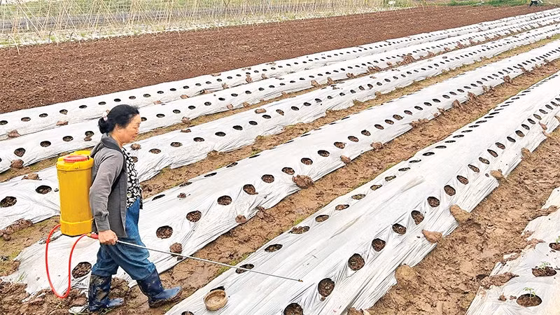 Bà Hoàng Thị Phượng, thôn Mai Lâm, xã Đông Anh, Hà Nội chăm sóc những luống rau vụ đông.