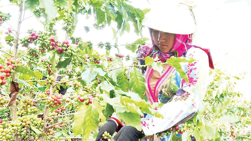 Nông dân xã Quài Tở thu hái cà-phê chín đỏ trên vườn cây đầu dòng.