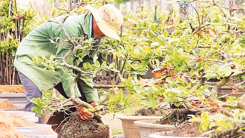 Một nông dân ở xã Bình Lợi chăm sóc vườn mai chuẩn bị phục vụ Tết Nguyên đán Bính Ngọ 2026.