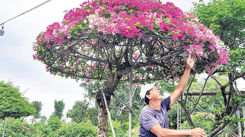 Gia đình ông Nguyễn Văn Màu (xã Hưng Khánh Trung, tỉnh Vĩnh Long) chuyển hướng sản xuất hoa giấy cổ thụ, hoa giấy hình nhà lục giác để đáp ứng nhu cầu người tiêu dùng.
