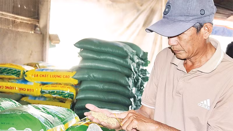 Nông dân xã Thoại Sơn vui mừng nhận lúa giống triển khai mô hình trồng lúa chất lượng cao.