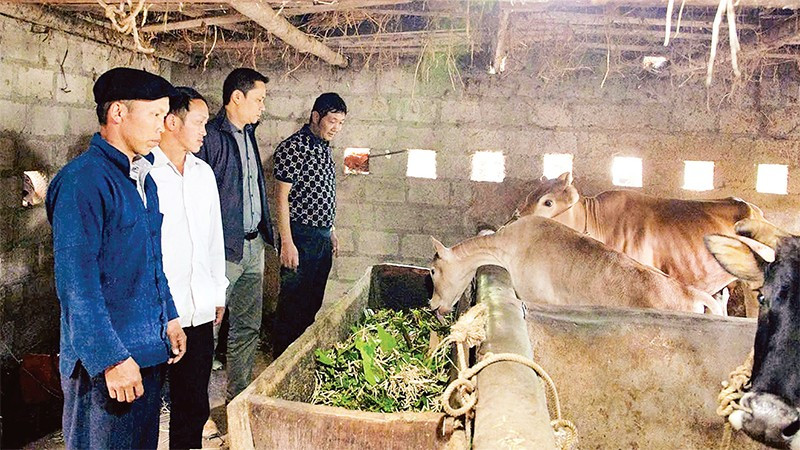 Ông Giàng Chứ Sửu (đội mũ), người có uy tín thôn Má Pắng, xã Đồng Văn tích cực phát triển kinh tế làm gương cho các hộ dân trong thôn noi theo.