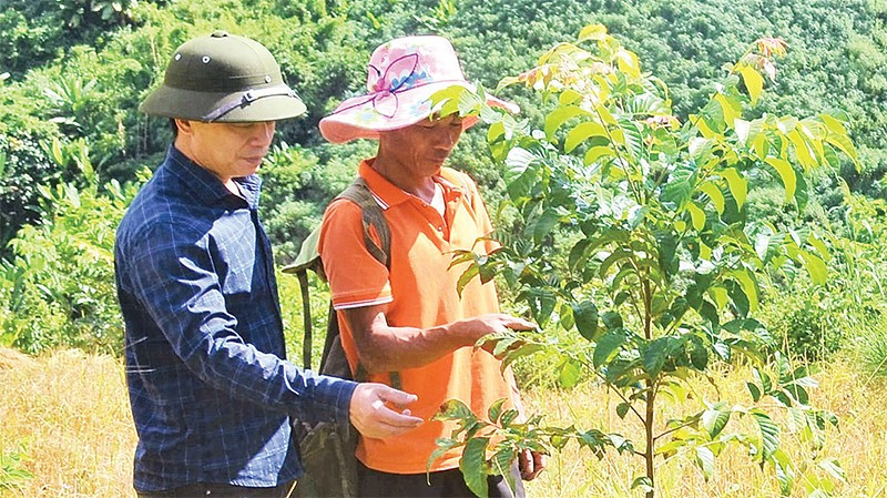 Người dân ở bản Hin chăm sóc cây gỗ lát trồng trên đất nương bạc màu.