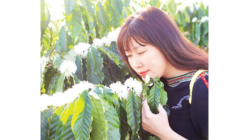 Hương hoa cà-phê dịu ngọt làm say đắm lòng người.