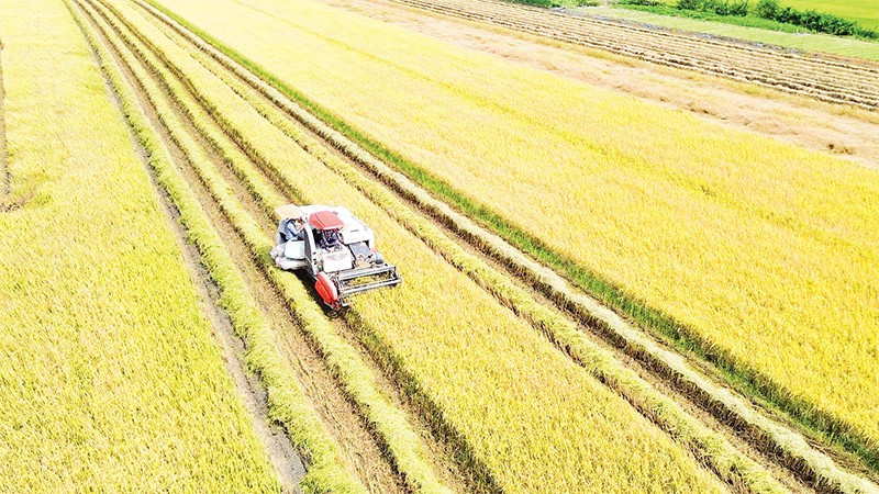 Nông dân xã Long Bình, tỉnh Đồng Tháp thu hoạch lúa hè thu 2025.