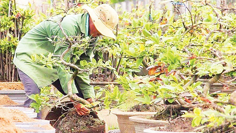 Một nông dân ở xã Bình Lợi chăm sóc vườn mai chuẩn bị phục vụ Tết Nguyên đán Bính Ngọ 2026.