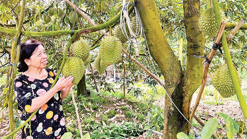 Gia đình bà Cao Thị Chiên xử lý sầu riêng ra quả nghịch vụ mang lại hiệu quả kinh tế cao.