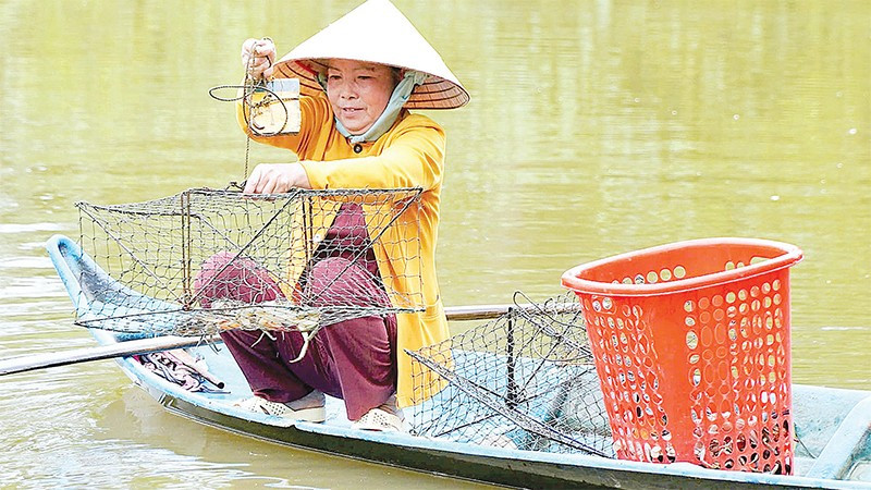 Những con cua biển Cà Mau chắc khỏe, tươi rói vừa được thu hoạch từ vuông tôm là nguồn nguyên liệu dồi dào làm nên muối cua đặc sản.