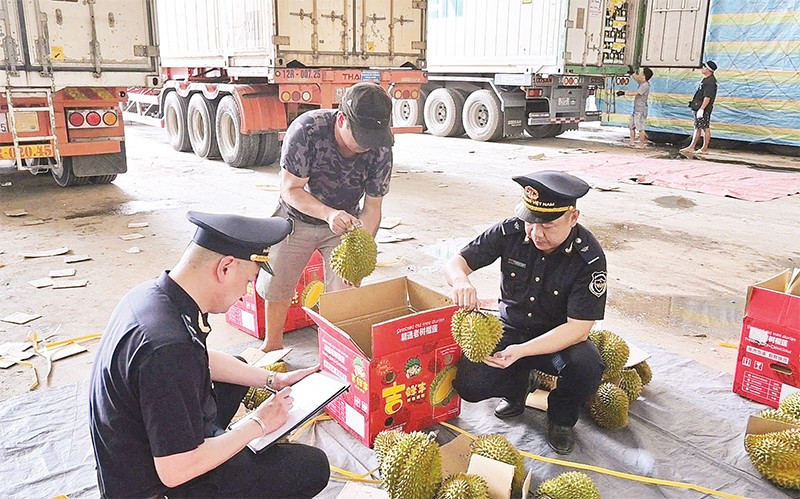 Cán bộ Hải quan cửa khẩu Tân Thanh kiểm tra mặt hàng sầu riêng tươi xuất khẩu.