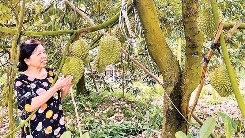 Gia đình bà Cao Thị Chiên xử lý sầu riêng ra quả nghịch vụ mang lại hiệu quả kinh tế cao.