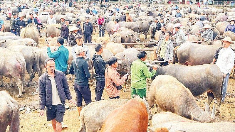 Một góc chợ trâu, bò Nghiên Loan.