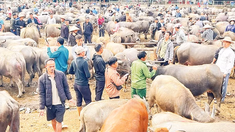 Một góc chợ trâu, bò Nghiên Loan.