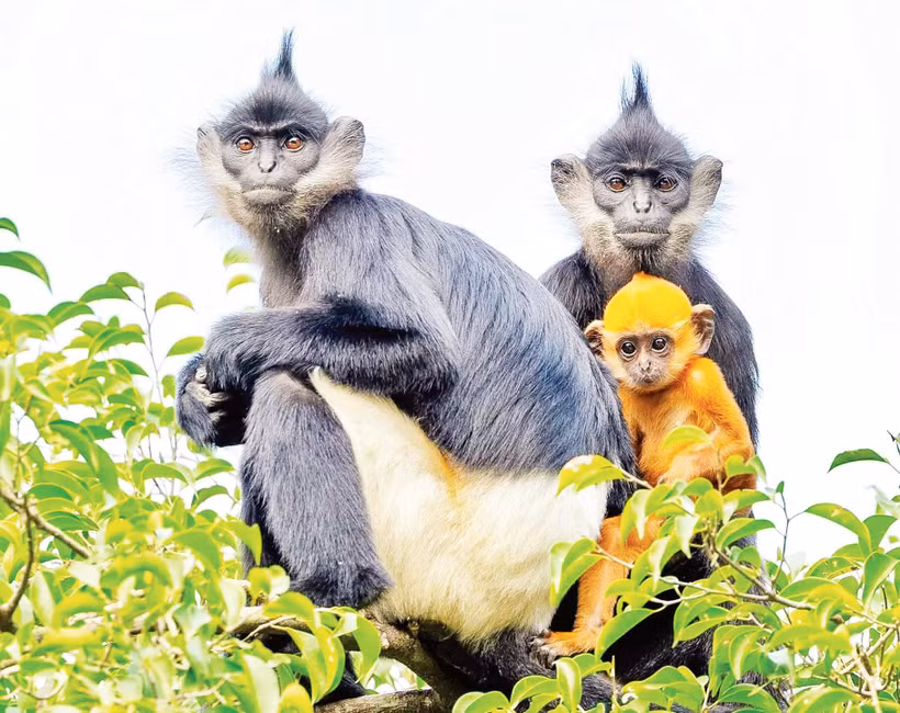 Các cá thể Voọc mông trắng phát triển tốt sau khi được thả về tự nhiên tại đảo Ngọc thuộc Di sản Tràng An. (Ảnh Di sản Tràng An)