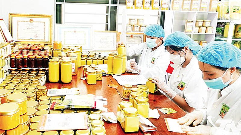 Thành viên Hợp tác xã Nông nghiệp Tân Thành (phường Bắc Kạn) đóng gói sản phẩm tinh bột nghệ. (Ảnh T .L)