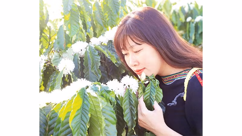 Hương hoa cà-phê dịu ngọt làm say đắm lòng người.