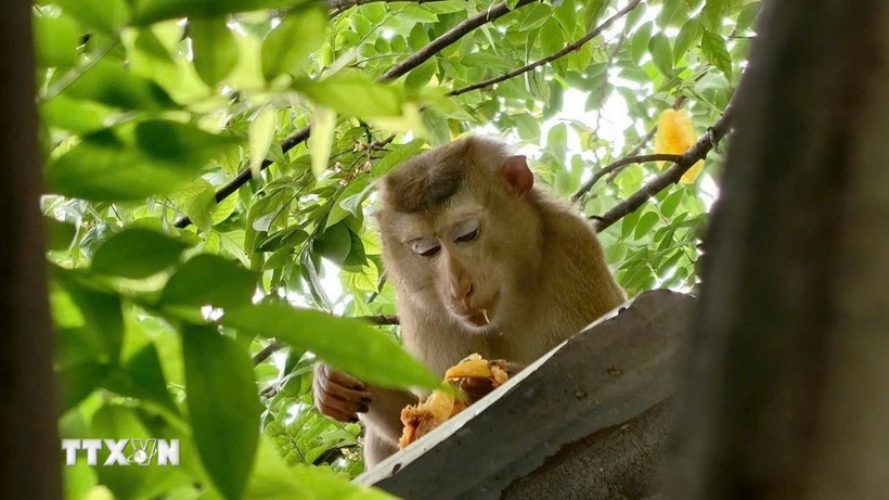 (Ảnh minh họa: TTXVN)