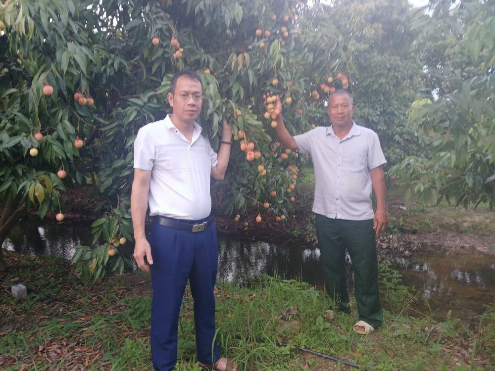 Ông Vũ Hồng Ngân (bên phải) tại vườn vải trứng của gia đình.