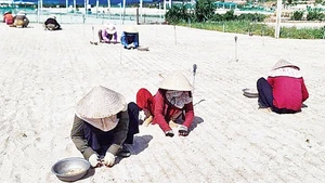 Nông dân huyện đảo Lý Sơn xuống giống trồng tỏi hữu cơ.