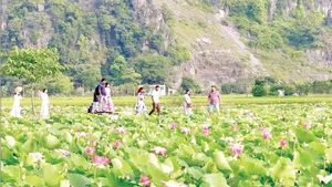 Đầm sen Hang Múa (Ninh Bình) thu hút đông đảo du khách trong nước và quốc tế đến tham quan.