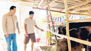 Hạn chế trong chăn nuôi đại gia súc khu vực Đồng bằng sông Hồng là quy mô nhỏ lẻ.