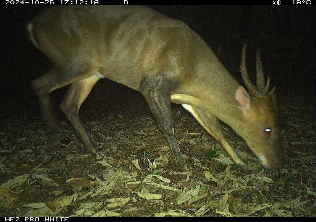 Loài mang lớn (Muntiacus vuquangensis) được ghi nhận từ 5 khu vực đặt bẫy ảnh. Ảnh: WWF-Việt Nam.