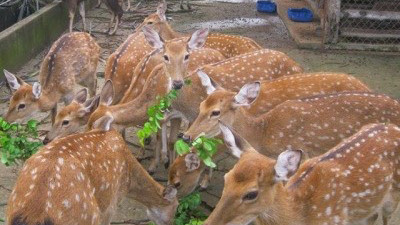 Nuôi hươu lấy nhung ở Hương Sơn.