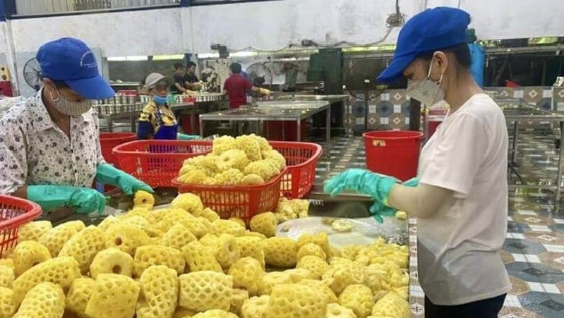 Dứa là một trong những sản phẩm nông sản xuất khẩu của Thanh Hóa.