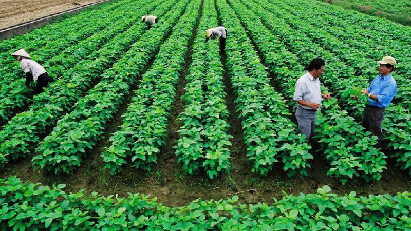 Phát triển kinh tế tập thể, hợp tác xã đang từng bước trở thành động lực phát triển kinh tế của các địa phương.