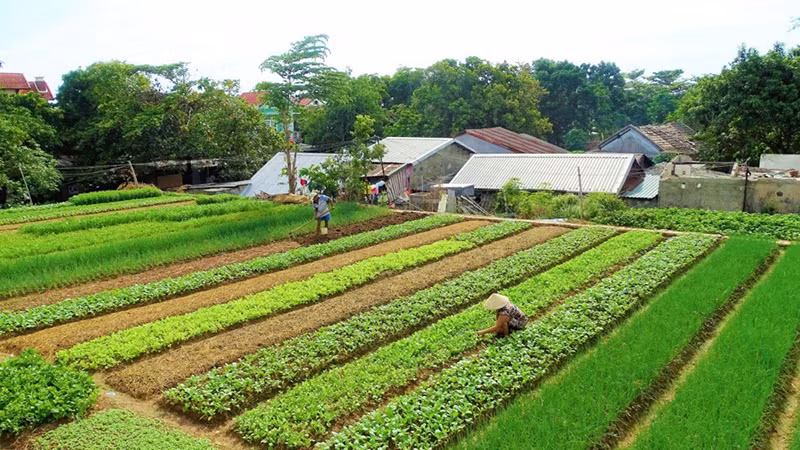 Làng rau Trà Quế.