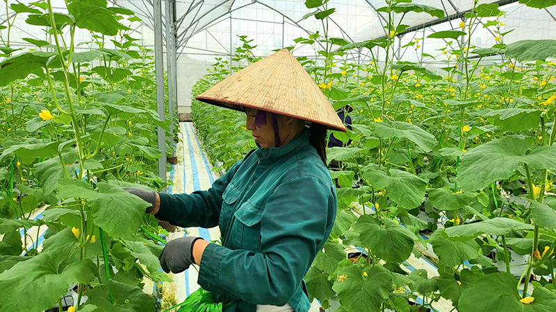 Mô hình trồng dưa hữu cơ ở xã Quảng Tân, huyện Đầm Hà, Quảng Ninh. (Ảnh: QUANG THỌ)