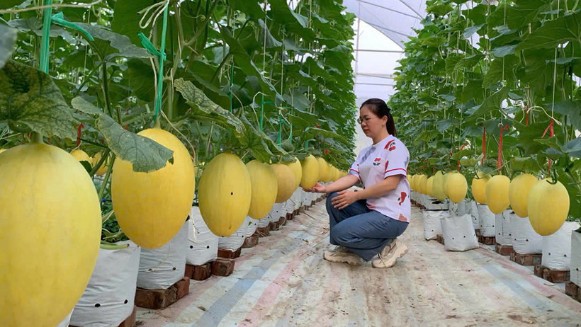 Hợp tác xã Dương Quang, xã Dương Quang (thành phố Bắc Kạn) trồng dưa lưới trong nhà màng. (Ảnh THU CÚC)