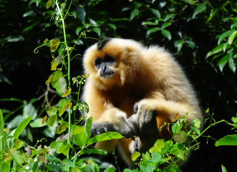 Vượn má hung Trung Bộ (Nomacus annamensis). Ảnh: WWF-Việt Nam.