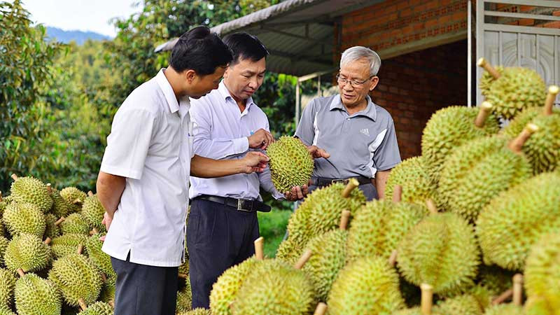 Một điểm thu mua sầu riêng tại tỉnh Lâm Đồng.