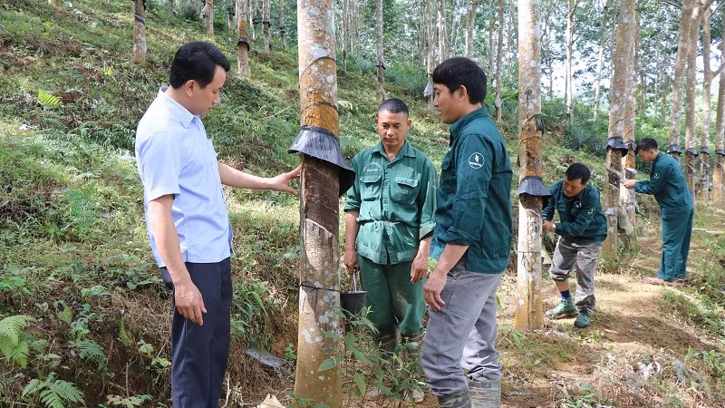 Đảng viên thuộc Chi bộ nông trường cao su Điện Biên trao đổi kinh nghiệm cạo mủ bảo đảm kỹ thuật, năng suất vườn cây. 