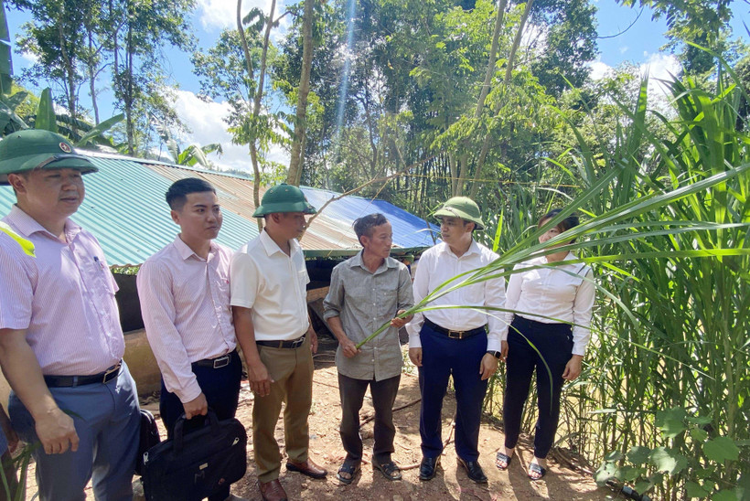 Lãnh đạo Huyện ủy Mường Nhé thăm mô hình trồng cỏ voi trên đất bạc màu tại xã Huổi Lếch.