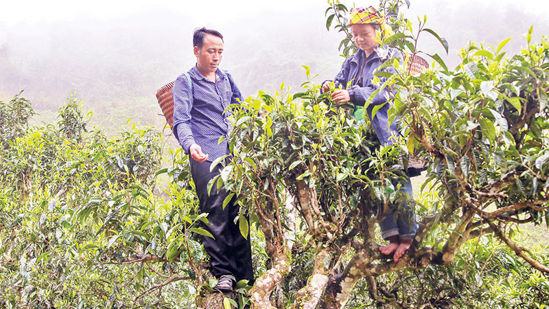 Anh Hờ A Trừ cùng gia đình thu hoạch chè shan.