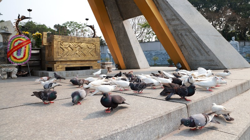 Đàn chim hòa bình trong nghĩa trang liệt sĩ.