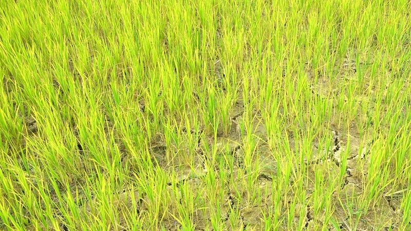 Nhiều diện tích lúa trên cánh đồng thuộc huyện Điện Biên bị nhiễm sâu bệnh và thiếu nước. (Ảnh: Cộng tác viên)