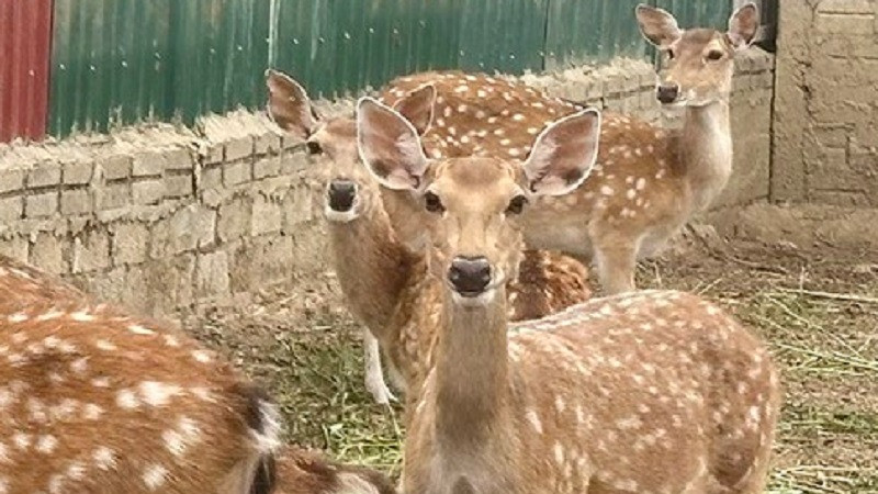 Hươu sao là con giống được lựa chọn để thực hiện dự án hỗ trợ sản xuất ở Mường Chà. (Ảnh minh họa)